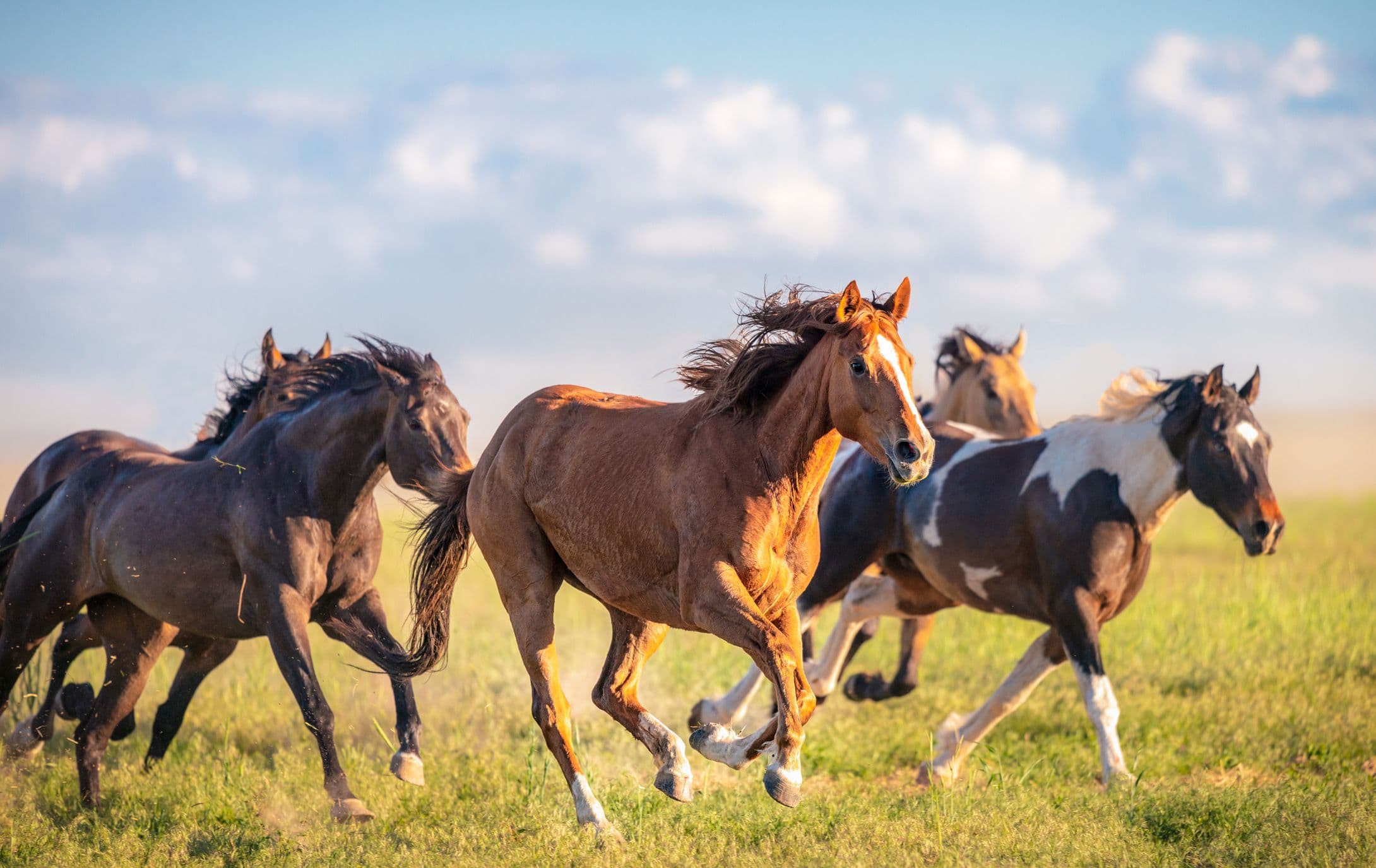 Cavalos e Suas Origens: A História do Selvagem Mustangue